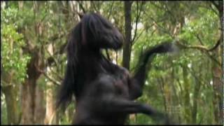 Watch Saddle Club Be Free video