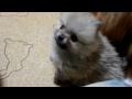 超激カワ ポメラニアンの子犬生後40日.avi