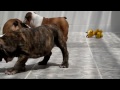 English bulldog puppies for sale www.mauiexpokennel.com