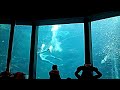 下田海中水族館「魚の餌付けショー（イワシ）」