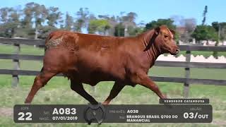 LOTE 22 - VENTRES BRANGUS - LEILÃO SÃO BIBIANO 2021
