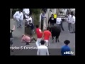 bull
