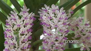 กล้วยไม้ไทย กล้วยไม้อนุรักษ์