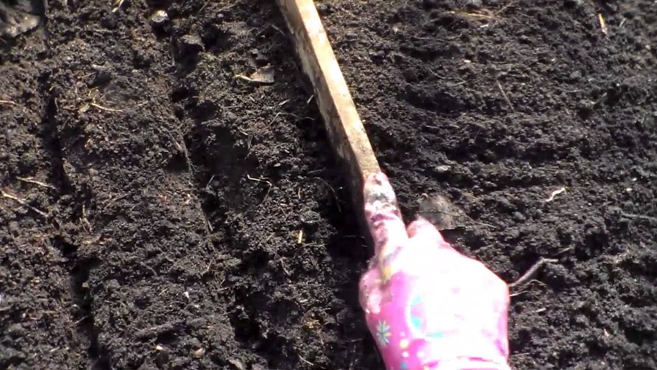 Агротехника выращивания свёклы. Посадка свёклы семенами 20 Агротехника выращивания свёклы. Посадка свёклы семенами 70