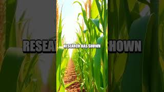 The Role Of Intercropping In Sustainable Harvesting