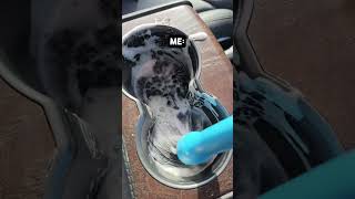 Tesla Model X Dirty Car Car Cleaning #Detailing #Carwash #Shorts