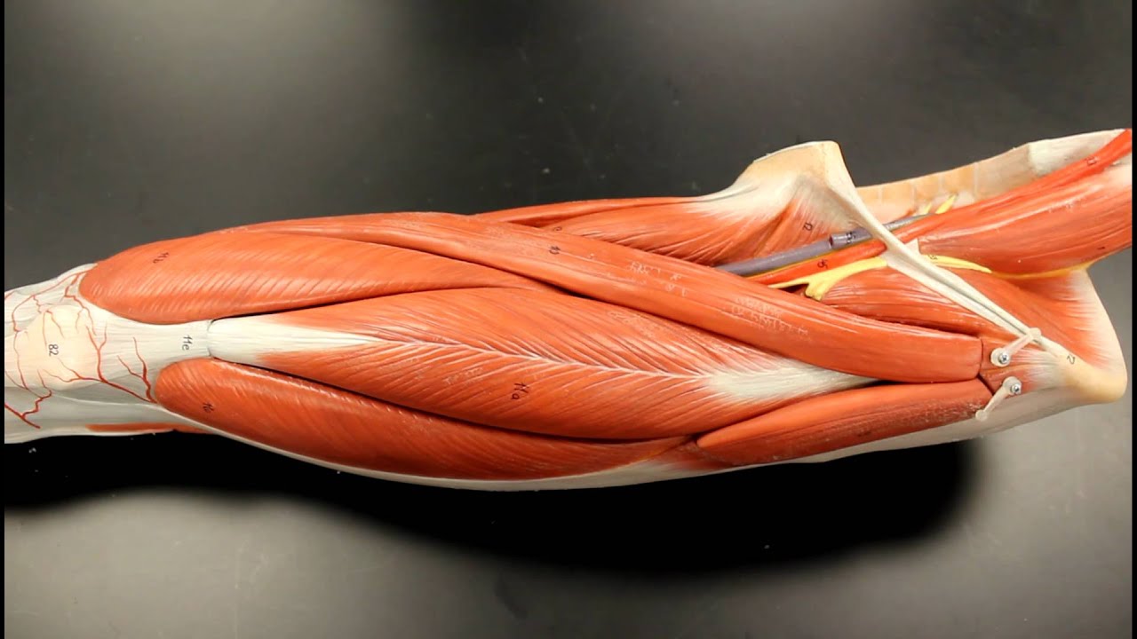 MUSCULAR SYSTEM ANATOMY: Anterior thigh muscles model description