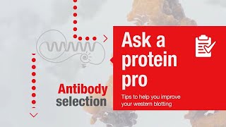 Ask A Protein Pro - Tips To Help You Improve Your Western Blotting Antibody Selection