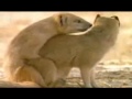 سكس حيوانات.3gp