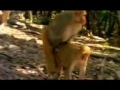 سكس حيوانات.3gp