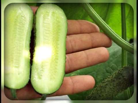 Когда резать семена на огурцы Когда резать семена на огурцы