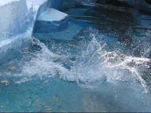 鯉を追う（天王寺動物園のホッキョクグマ、ゴーゴ）　HS210