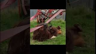 Orangutans Play Fight.
