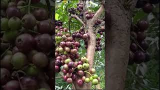 Buah Kupa Gowok Buah Jadul Yang Mulai Langka