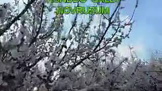 Kəntdə Qaldı Novruzum