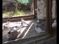 mianwali niazi