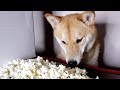 My Dog Eating Popcorn for 2 Minutes Straight. -ASMR
