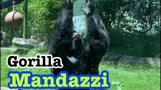 Gorilla Lunch Bachelors ゴリラ　ランチ　マカ　マンダチ エクバ兄弟