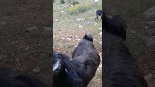 Enişte Gel Gitlerde