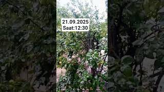 Yağış Yağır Şır Şır Şır