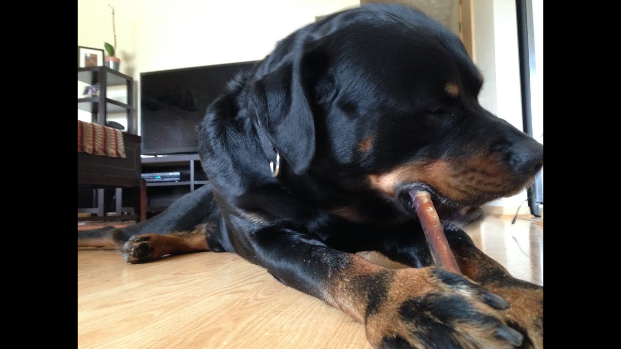 rottweiler aggression