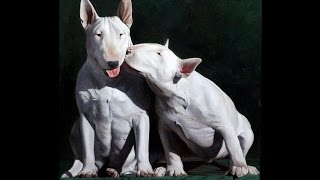 Bull Terrier Puppy Timeline From 5 Weeks To 6 Months Male And Femlale Max & Lady