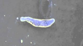 Amoeba Phase Contrast Microscope