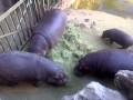 Hot Hippo Mating, feeding on grass
