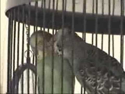 two love birds kissing. Two lovely pet irds kissing