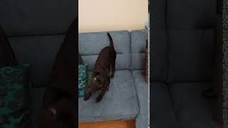Patterdale Art Bsl Estacado Fell Terrier - Battle Is Just Begun Fool D