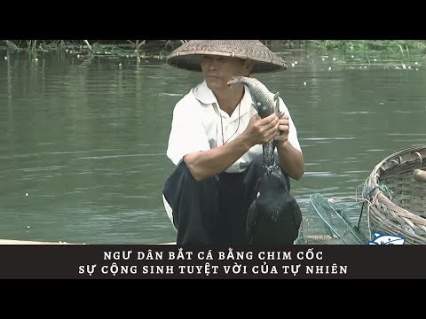 Ngư dân bắt cá bằng chim cốc, sự cộng sinh tuyệt vời của tự nhiên