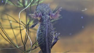 Spotted Salamander Larvae - 6th Week! (Ambystoma maculatum)