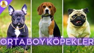Orta Boy Evde ve Apartmanda Bakılabilecek 10 Zeki Köpek Cinsi #KÖPEK #DOG #EVDEB
