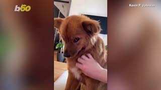 Throw Me a Bone! Funny Video Shows Dog Interrupting Owner Working from Home
