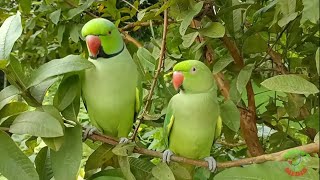 Natural Parrot Sound And Video
