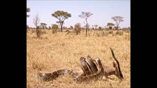 Evolution Of Adimanav 33 Million Years Ago Human Evolution Explained Origin Of Humanity