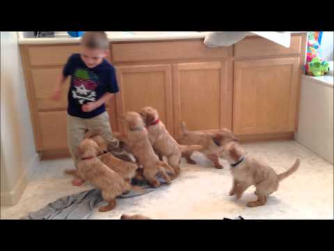 The 9 Puppy Chase & Tackle || Family Fun Pack Puppies