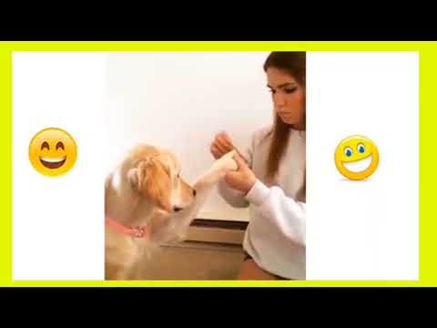 Funny Animals video | Viral Videos | Funny Videos | Emboss Funtime