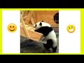Funny Animals video | Viral Videos | Funny Videos | Emboss Funtime
