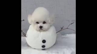 NEW ULTIMATE Funny Animals Compilation 2018 - Best Animal Videos | Funny Vine