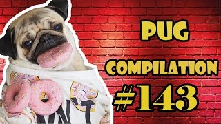 Pug Compilation 143 MIX - Funny Dogs but only Pug Videos | Instapug