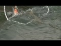 Canadian Sportfishing Downrigging for Lake Trout, Plummer's Arctic Lodges Great Bear Lake NWT Csf 24 07 01