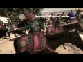 Video Наполеон: Египетская кампания - промо программы на Viasat History