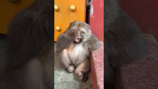 Without The Tourists, Xingxing Is Tired
