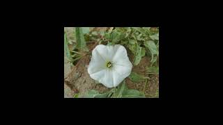 Wild Flowers, Steppe Flowers.world.peace. Harmony With Nature.please Subscribe