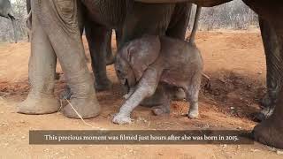 Yeni doğmuş fil yavrusu ve ailesi /Çok tatlı yavru fil / Fil su / Filler hakkınd