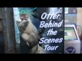 A FISHY ADVENTURE!  |  KITTIESMAMA