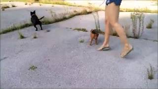 Viggo & Kira Staffordshire Bull Terrier