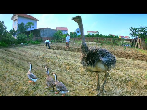 Thú Vui Nuôi Động Vật Từ Những Con Nhỏ Nhất Tới Những Con Siêu To Khổng Lồ / Quế Nghịch