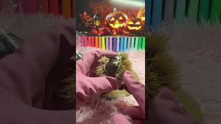 Asmr Automnal Frottement Délicat De Bogues De Châtaignes Sons Piquants Et Apaisantsdescription